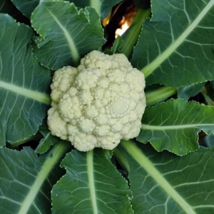 KauliFlower